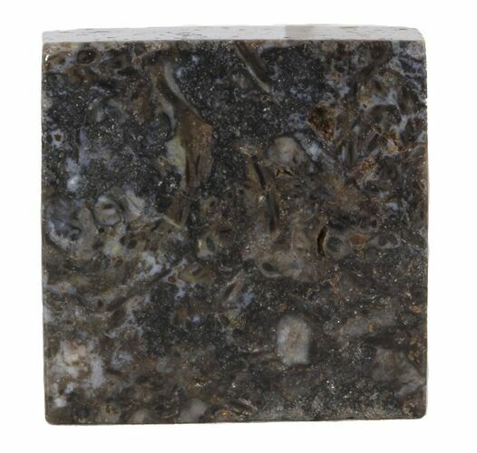 Rhynie Chert - Early Devonian Vascular Plant Fossils #44241